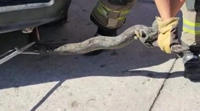 LLAMADOS POR ANIMALES EXÓTICOS DENTRO DE INMUEBLES SON MUY COMUNES EN CAJEME: DEPARTAMENTO DE BOMBEROS