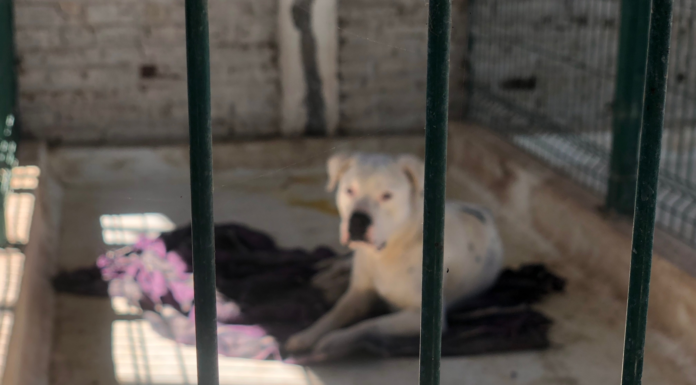 No sé da abasto Control Animal, sigue problema de perros callejeros