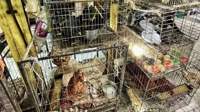 animales-en-mercado-de-sonora