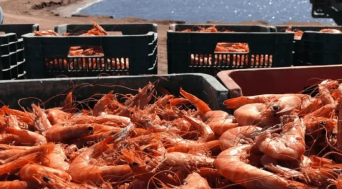Piden frenar entrada ilegal de camarón a México