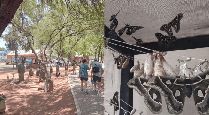 Mariposario de Cócorit: Un proyecto para salvar la polilla Cuatro Espejos