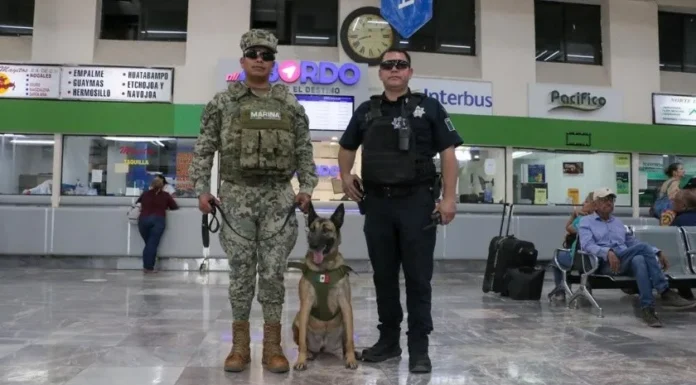 Apoya perrita “Esquirla” en labores de seguridad de Cajeme