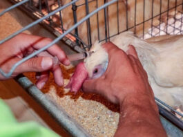 México reporta brote de gripe aviar H5N1 en dos granjas