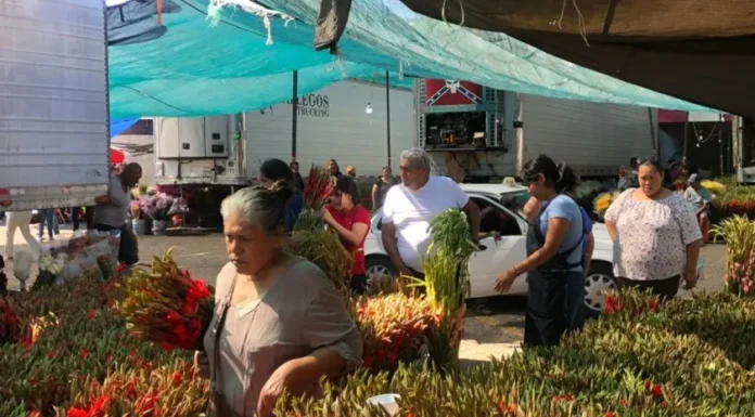 Son las gladiolas la flor favorita para el Día de Muertos en Cajeme