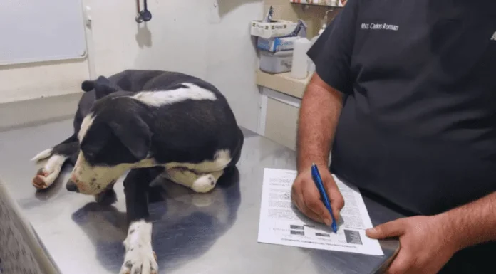 Buscan padrinos para esterilizar al menos a 20 perros y gatos