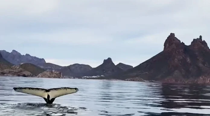 Ballenas son avistadas en la bahía de San Carlos; sorprenden a visitantes