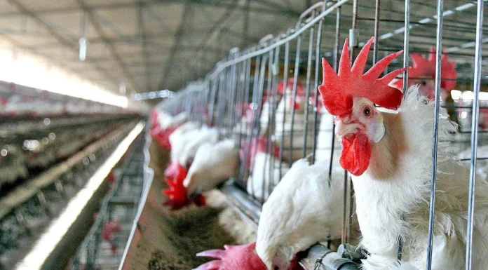 México levanta cuarentena tras casos de gripe aviar en Sonora