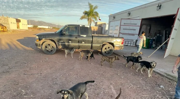 Asociaciones protectoras de animales exhortan a no usar pirotecnia