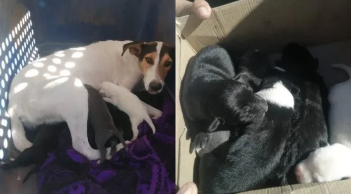 Rescatan a perrita y sus cinco cachorros abandonados en una hielera en Cajeme