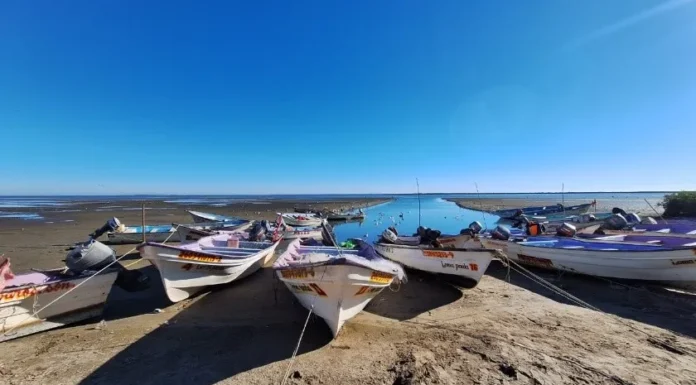 Amenaza de tiburones afecta a pescadores del Sur de Sonora
