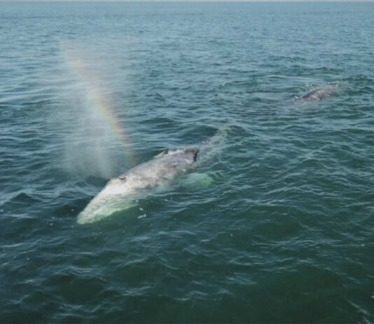 Concluye alerta por muerte masiva de ballena gris en México, EU y Canadá