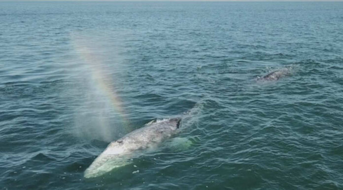 Concluye alerta por muerte masiva de ballena gris en México, EU y Canadá
