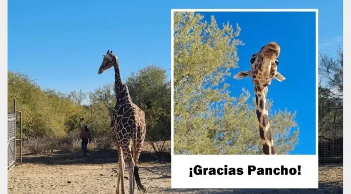 ¡Merecido descanso! «Pancho» la jirafa del Centro Ecológico de Sonora se retira hoy tras 26 años en el ecosafari