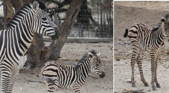 Centro Ecológico tiene un nuevo inquilino: ¡Una tierna cebra bebé!