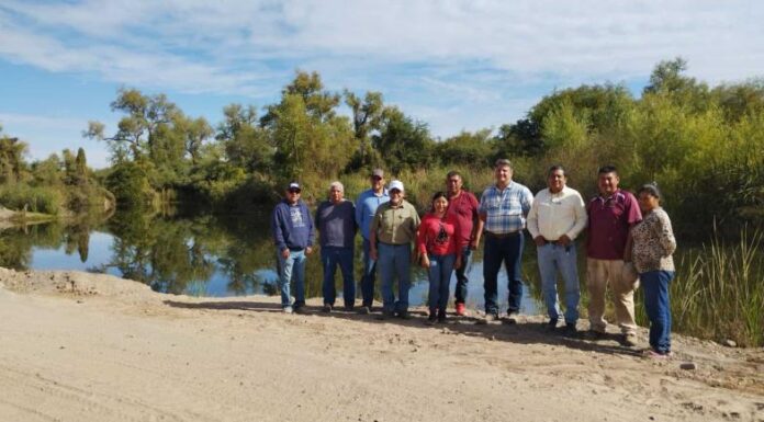 Cosechan tilapia en las cribas de Hornos