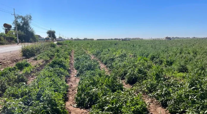 Valle del Yaqui avanza en corte de chile