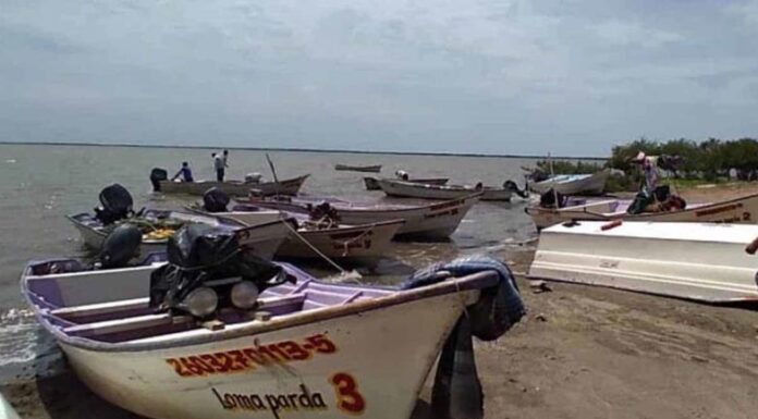 Escasea callo de hacha por tiburón