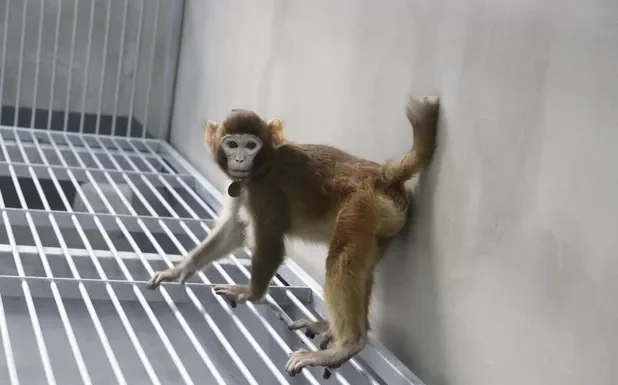 En China, científicos clonan con éxito un mono rhesus