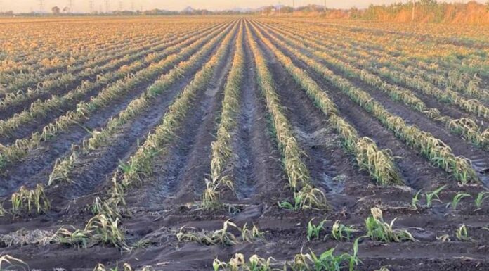 Heladas dejan sin empleo a jornaleros