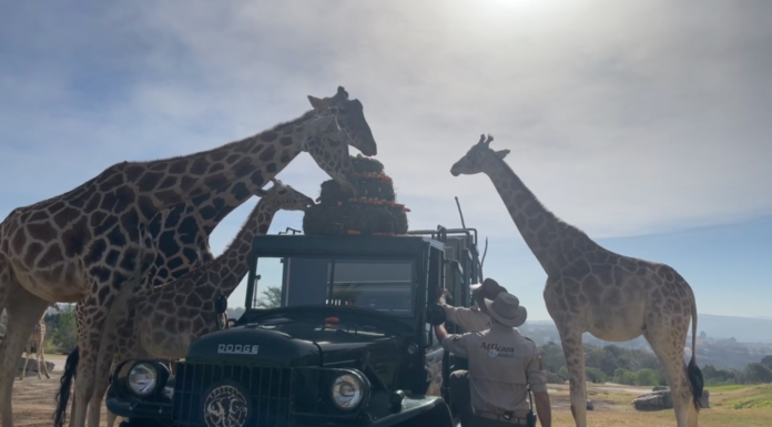 Jirafa Benito conoce a su nueva familia en Africam Safari