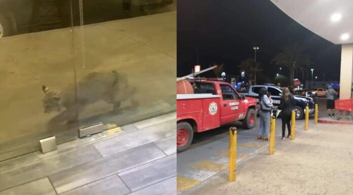Capturan a lince en una plaza comercial de Ciudad Obregón