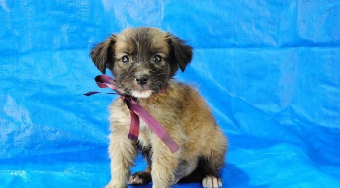 Buenas noticias: Habrá clínica veterinaria por parte del Ayuntamiento a bajo costo