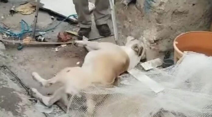 Reportan envenenamiento de mascotas en Nogales