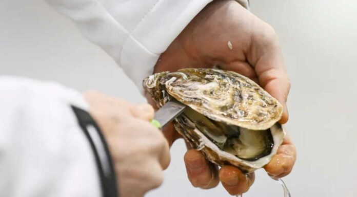 EEUU pide evitar comer de ostras importadas de México que fueron cosechadas en Sonora y BC; van 200 personas enfermas