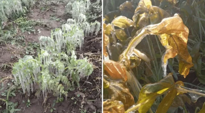 Bajas temperaturas dañan algunos cultivos del Valle del Yaqui