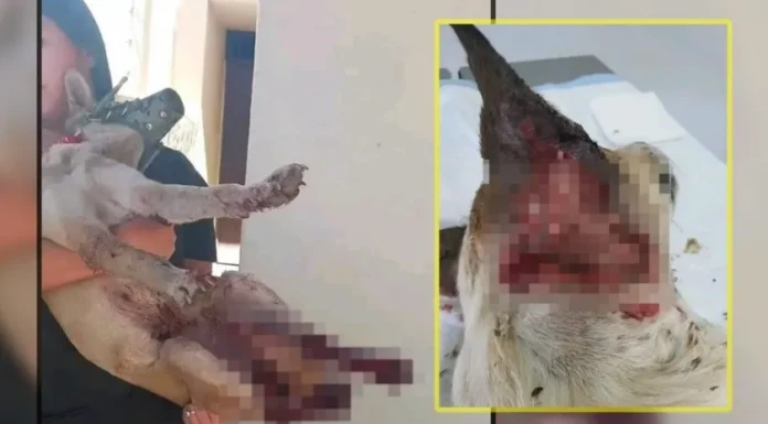 SE REPORTA UNA GRAN CANTIDAD DE PERRITOS LASTIMADOS Y PERDIDOS A CAUSA DE LA PIROTECNIA COMO RESULTADO DE LAS FIESTAS DECEMBRINAS EN CAJEME