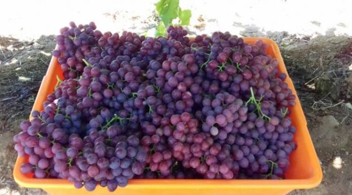 Sonora rompe récord en producción de uva de mesa; prevén un buen 2024