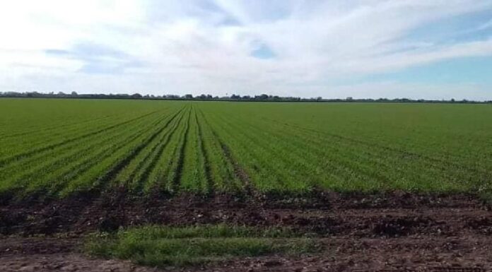 En el Mayo, se beneficia el trigo con horas frío