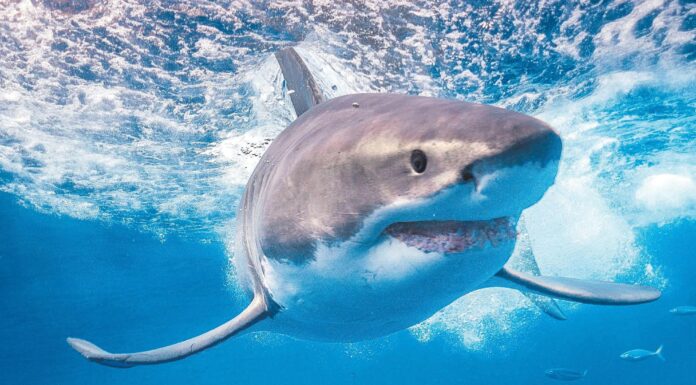 Reportan 5 avistamientos de tiburón blanco en sur de Sonora