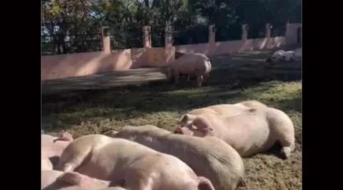 Salvan a 58 puerquitos en Edomex, ya no serán sacrificados