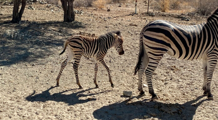 Una cebra fue la primera cría del 2024 en nacer en el Centro Ecológico de Sonora, está en perfecto estado de salud