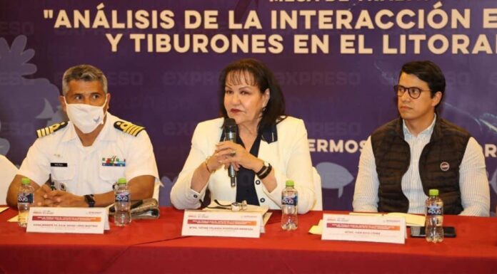 Expertos buscan soluciones ante la presencia de tiburones en Sonora