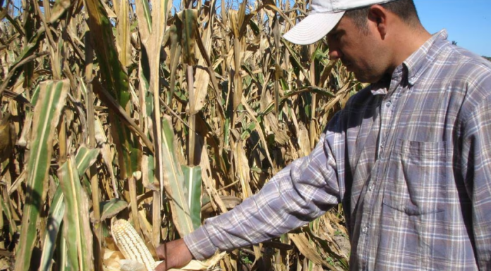 Obliga la sequía a los agricultores a cambiar cultivos