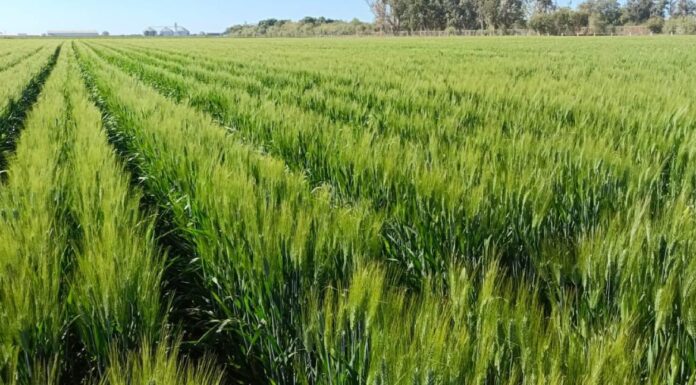 Disminuyen uso de fertilizantes en cultivos del Valle del Yaqui