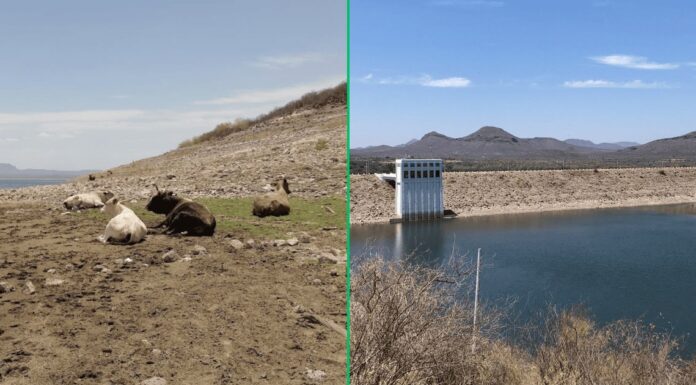 Cambian la ganadería por la pesca ante sequía en el Valle del Yaqui