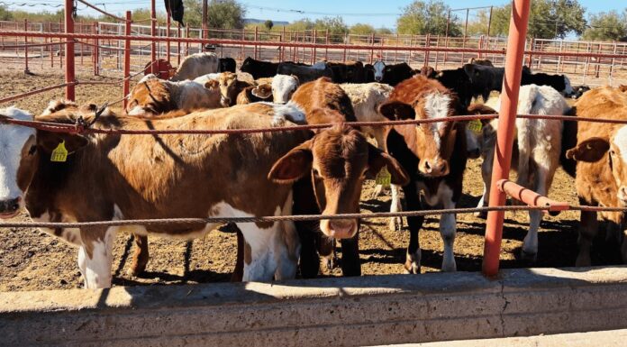 Unión Ganadera trabaja proyecto para llevar agua a ganaderos