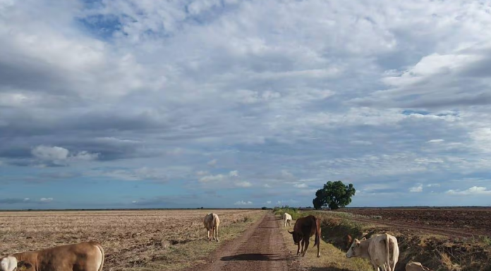 Afecta a ganaderos del Sur de Sonora aumento en insumos