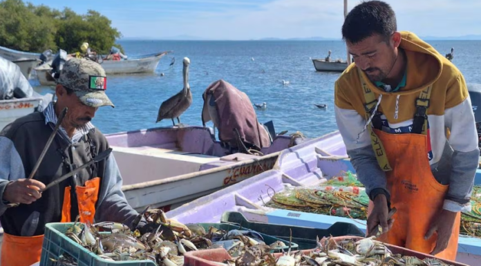 Jaiba “salva” la temporada a pescadores de Yavaros