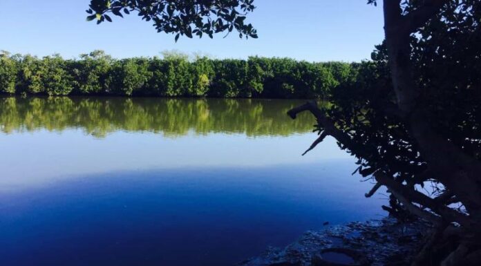 Reforestarán manglares en el Sur de Sonora