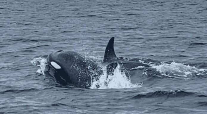 Alertan por avistamiento de orcas en la región Guaymas-Empalme