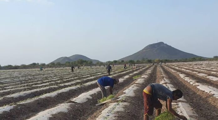 Cosecha de hortalizas en el Sur de Sonora brinda un “respiro” a jornaleros agrícolas