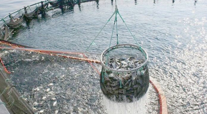 Aumenta al 200% la producción de tilapia en Sonora