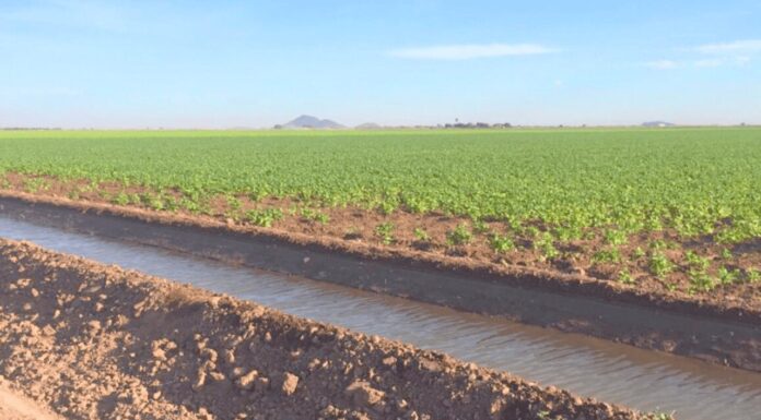 Incrementa la acumulación de agua en la zona agrícola de Sonora