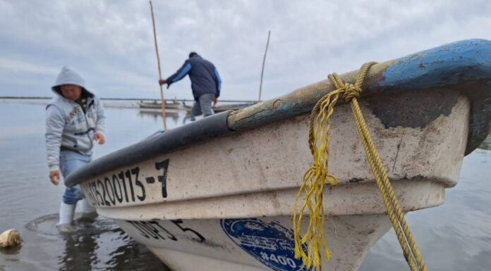 A “puro pulmón” extraen pescadores el callo de hacha