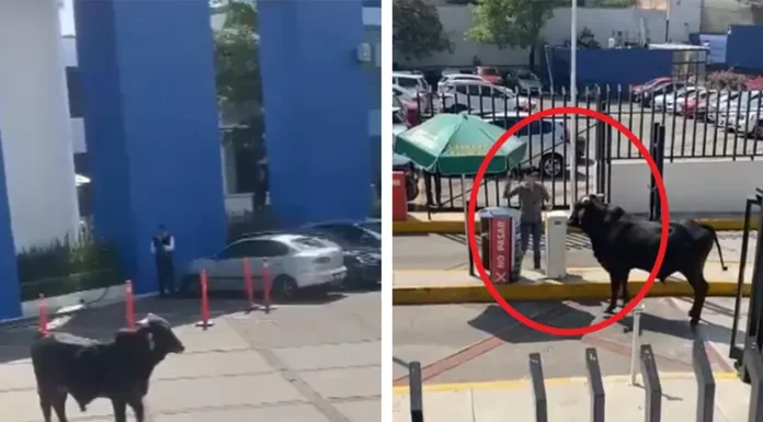 Toro se mete a escuela de La Salle en CDMX y ‘estallan’ reacciones en redes