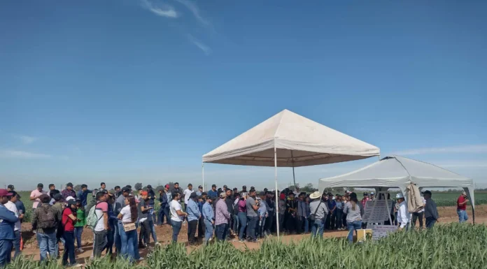 Realizan pruebas para la diversificación de cultivos